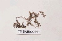 藏品(大羽苔)的圖片